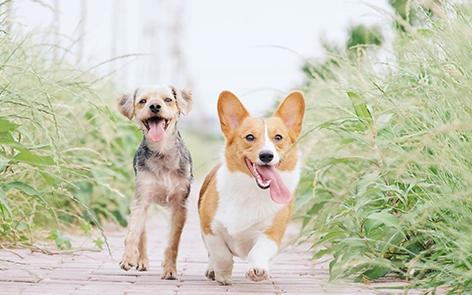 Comment les baignoires pour animaux de compagnie aident les propriétaires d'animaux à gérer les allergies et à améliorer la santé des animaux