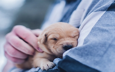 Comment les baignoires pour animaux de compagnie aident les propriétaires d'animaux à gérer les allergies et à améliorer la santé des animaux