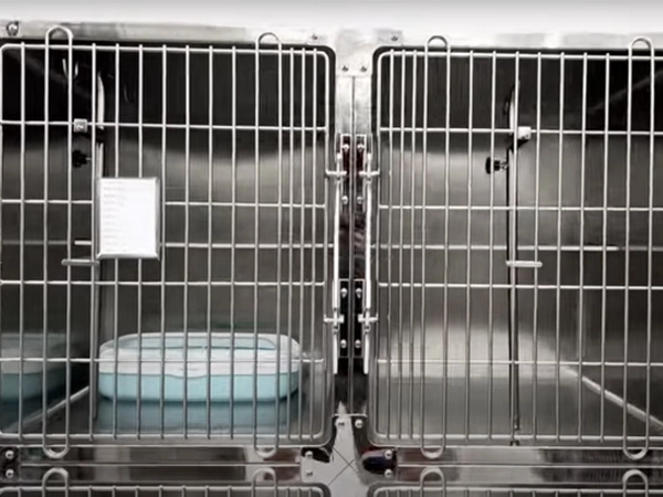 Cage de chat de récupération vétérinaire PJML-02 4 portes en acier inoxydable